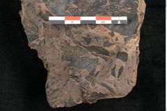 Foto (Detailansicht) von Protocladus lingua Ettingshausen (NHMW-GEO-2024-0188-10330)